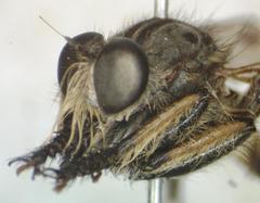 Amblyonychus trapezoidalis