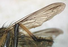 Amblyonychus trapezoidalis