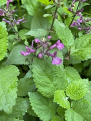 Stachys chamissonis cooleyae