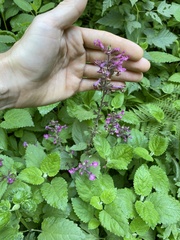 Stachys chamissonis cooleyae