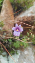 Nemesia denticulata