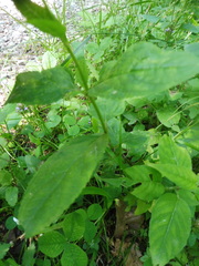 Scrophularia alpestris