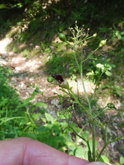 Scrophularia alpestris