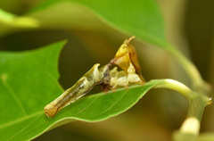 Nystalea ebalea
