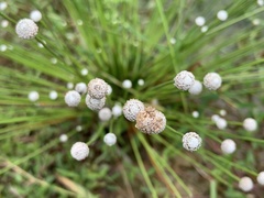Eriocaulon cinereum