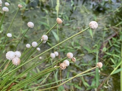 Eriocaulon cinereum
