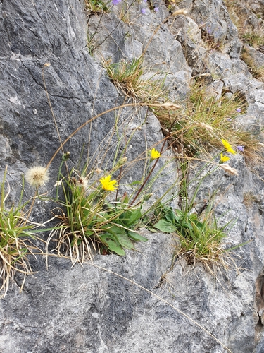 Humphrey Head Hawkweed (Hieracium promontoriale)