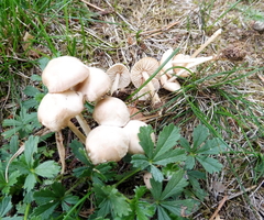 Marasmius collinus