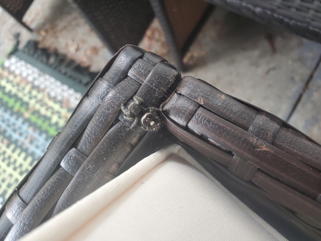 Bold Jumping Spider from Kipling Hills, Ken Caryl, CO, USA on July 31