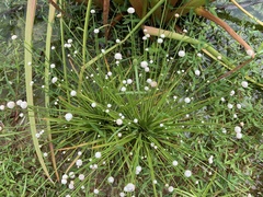 Eriocaulon cinereum