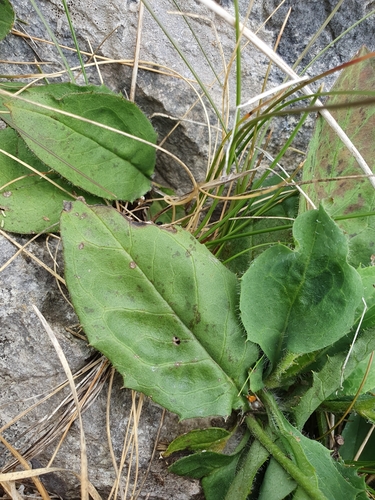 Image of Hieracium promontoriale by no rights reserved