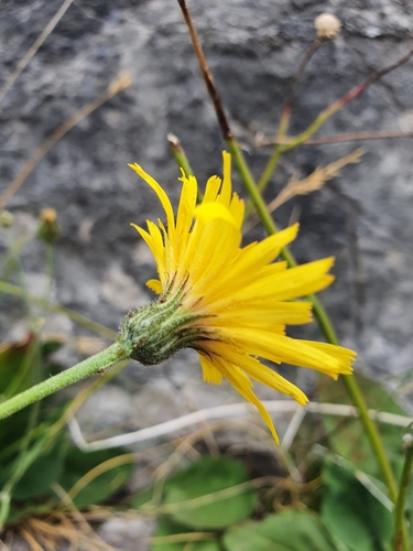 Image of Hieracium promontoriale by no rights reserved