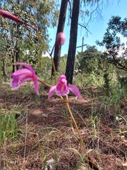 Bletia greenwoodiana