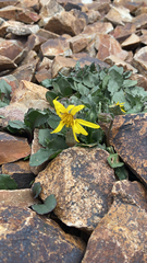 Senecio taraxacoides