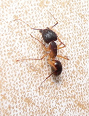 Camponotus maculatus
