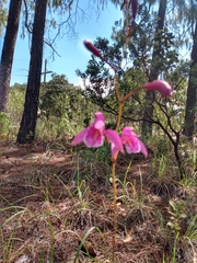 Bletia greenwoodiana