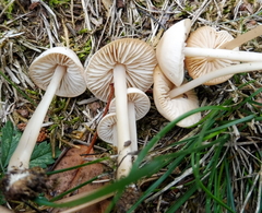 Marasmius collinus