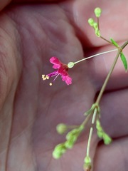 Boerhavia gracillima
