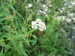 Achillea salicifolia