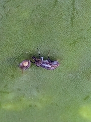 Stictomyia