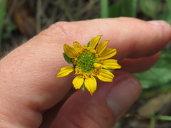 Lasianthaea podocephala