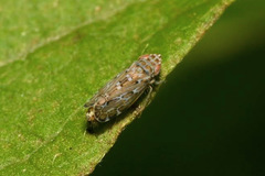 Jassargus