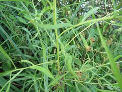 Achillea salicifolia