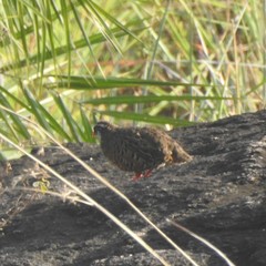 Perdicula erythrorhyncha