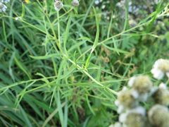 Achillea salicifolia