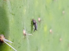 Stictomyia
