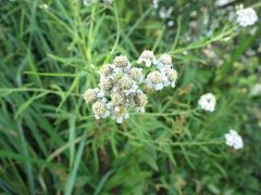Achillea salicifolia