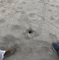 Ocypode gaudichaudii