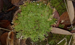 Selaginella pilifera
