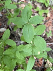 Galium oreganum