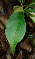 Arisaema macrospathum