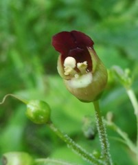 Scrophularia alpestris