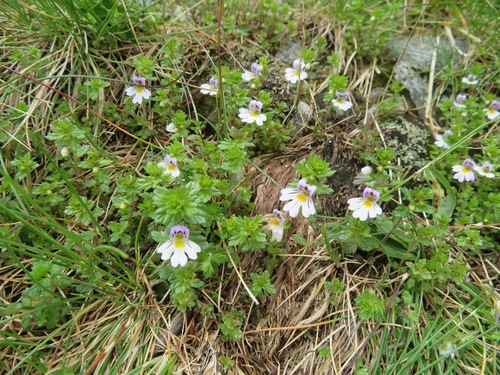 Image of Euphrasia alpina by (c) Marco Mussita, some rights reserved (CC BY)