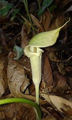 Arisaema macrospathum