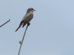 Tyrannus vociferans