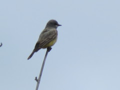 Tyrannus vociferans