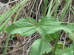 Lasianthaea podocephala
