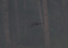 Ixobrychus flavicollis