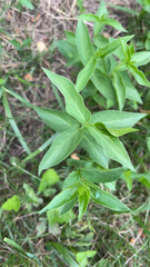 Vincetoxicum rossicum