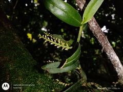 Campylocentrum schiedei