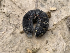 Theretra oldenlandiae