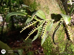 Campylocentrum schiedei