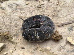 Theretra oldenlandiae