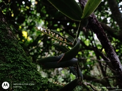 Campylocentrum schiedei