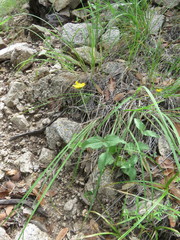 Lasianthaea podocephala