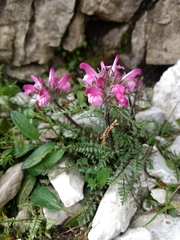 Pedicularis rosea